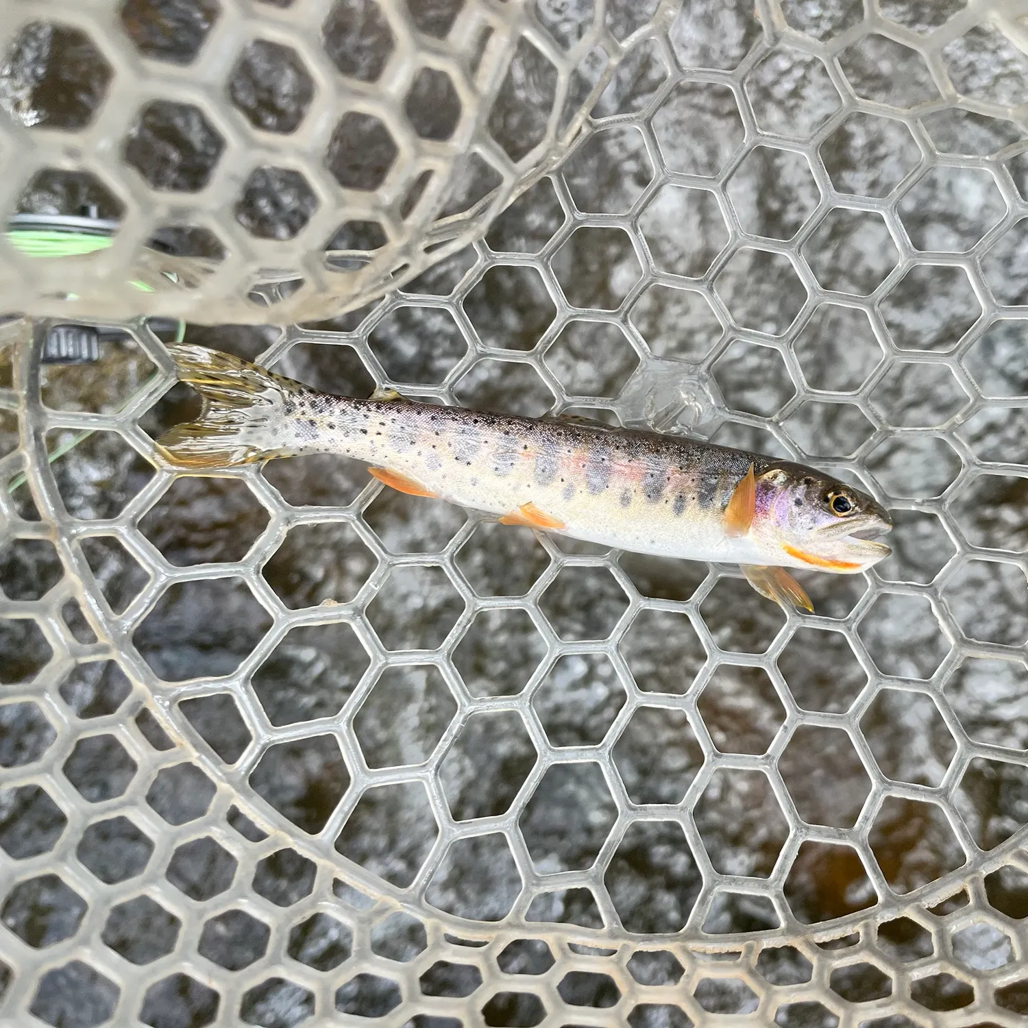 The most recent Bear Lake cutthroat trout catches on Fishbrain
