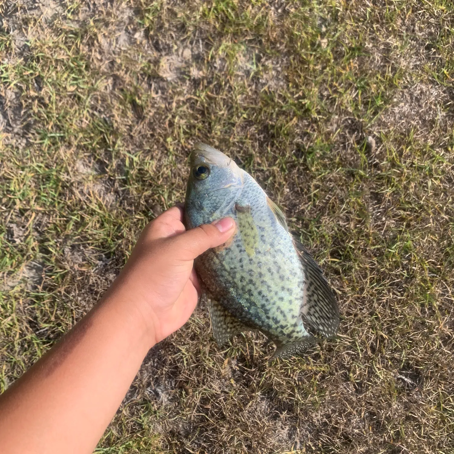 Black crappie caught on Fishbrain