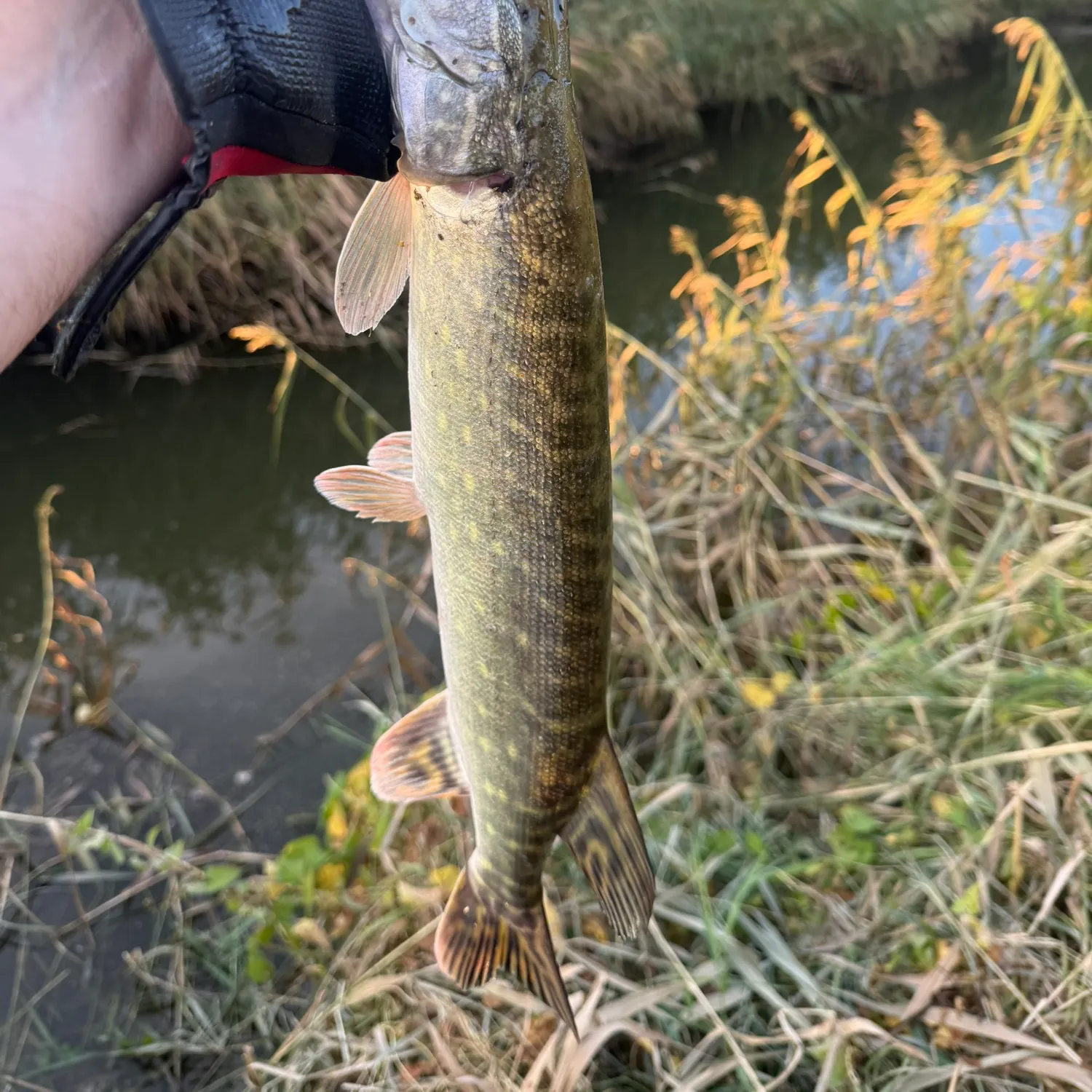 Northern pike caught on Fishbrain