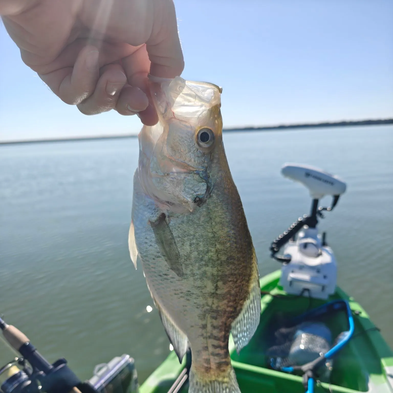 White crappie caught on Fishbrain