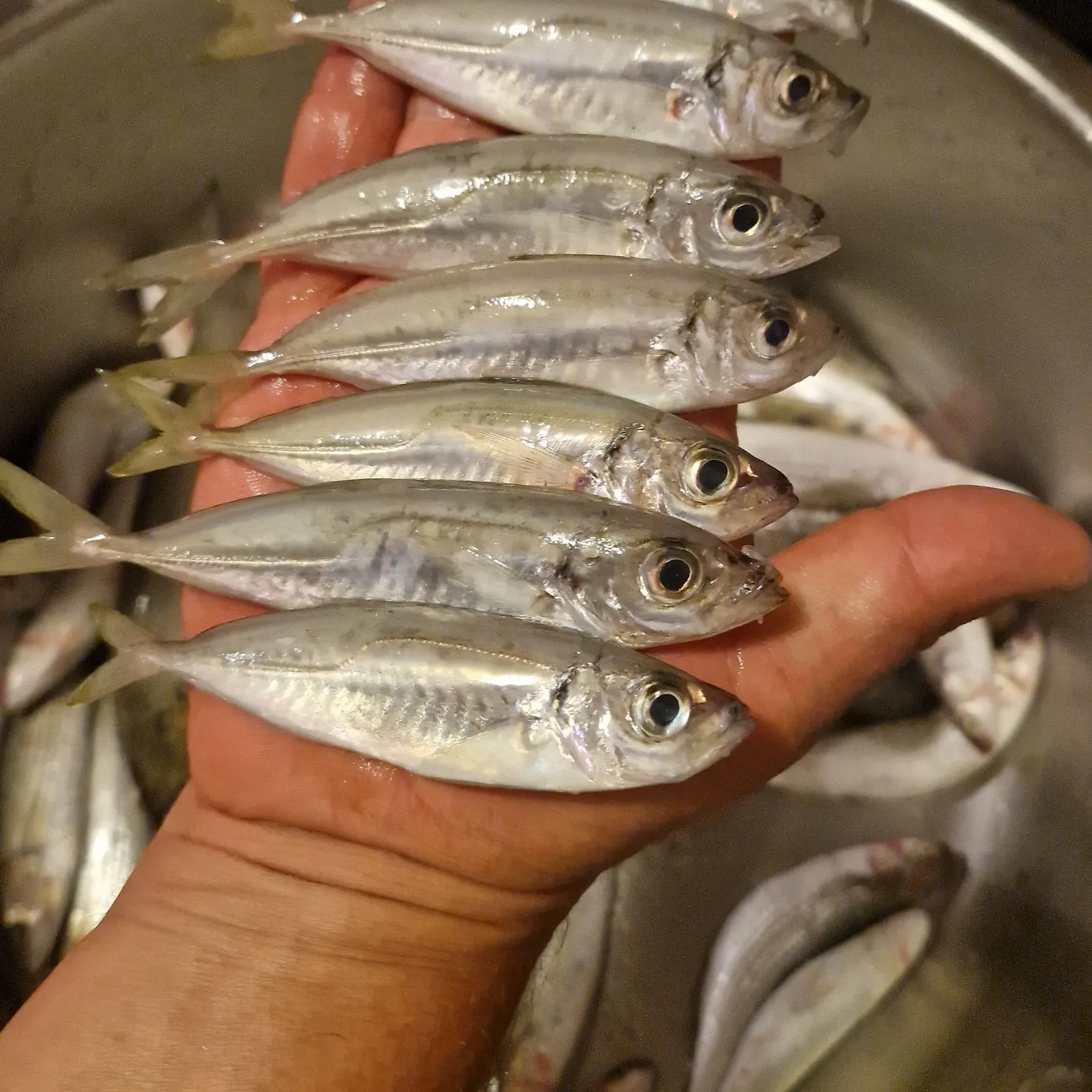 The most recent Thinlip grey mullet catches on Fishbrain