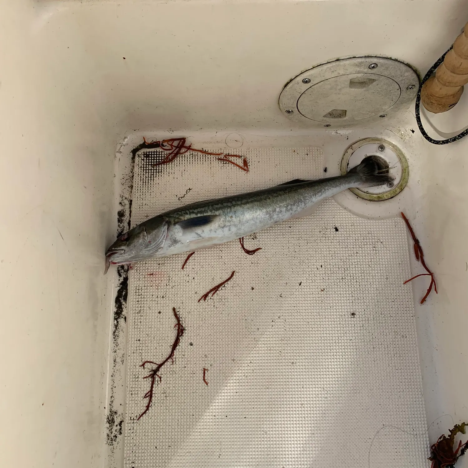 The most recent Sablefish catches on Fishbrain