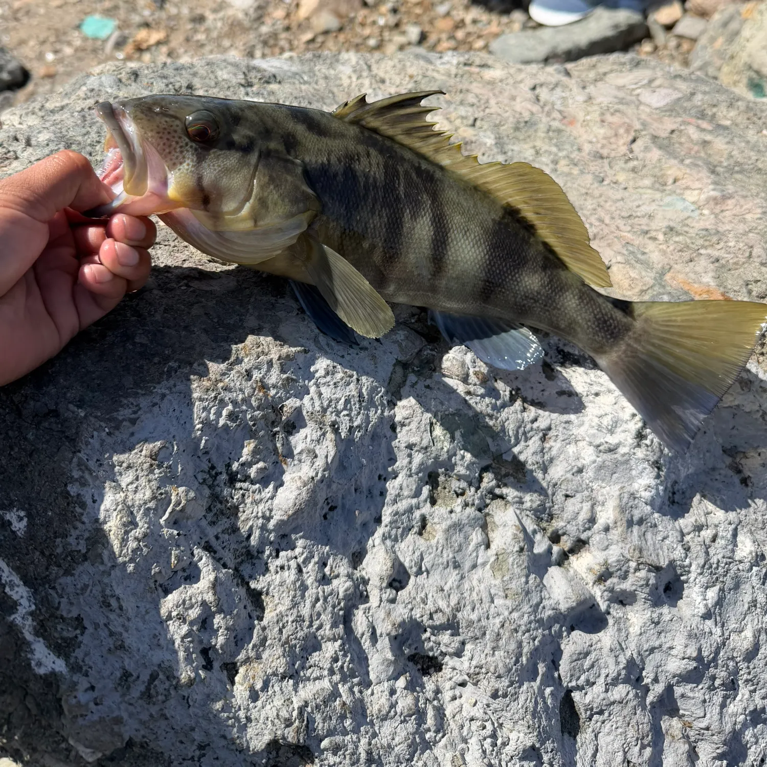 Barred sand bass caught on Fishbrain