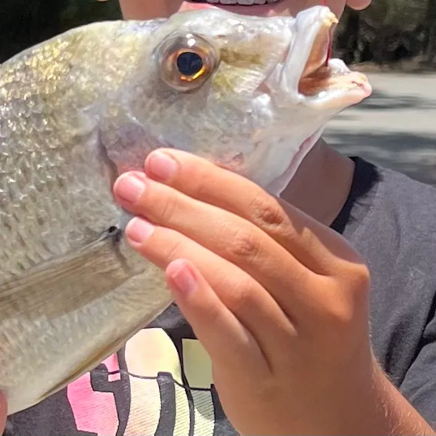 The most recent Surf bream catches on Fishbrain