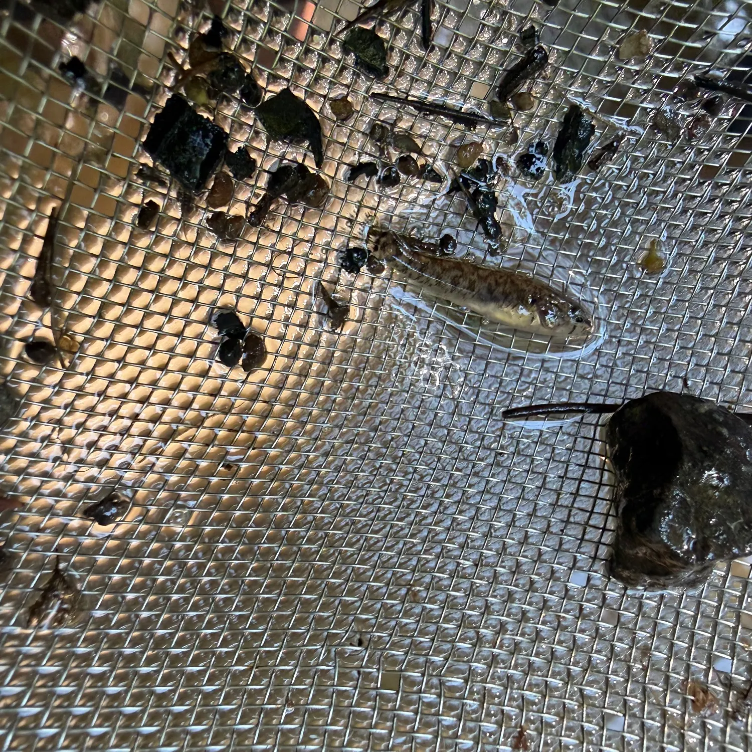 Fish caught on Fishbrain