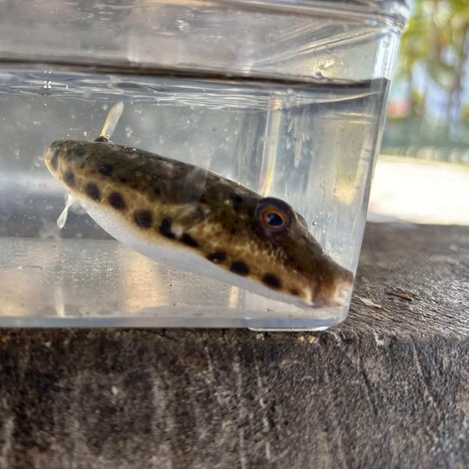 The most recent Bandtail puffer catches on Fishbrain