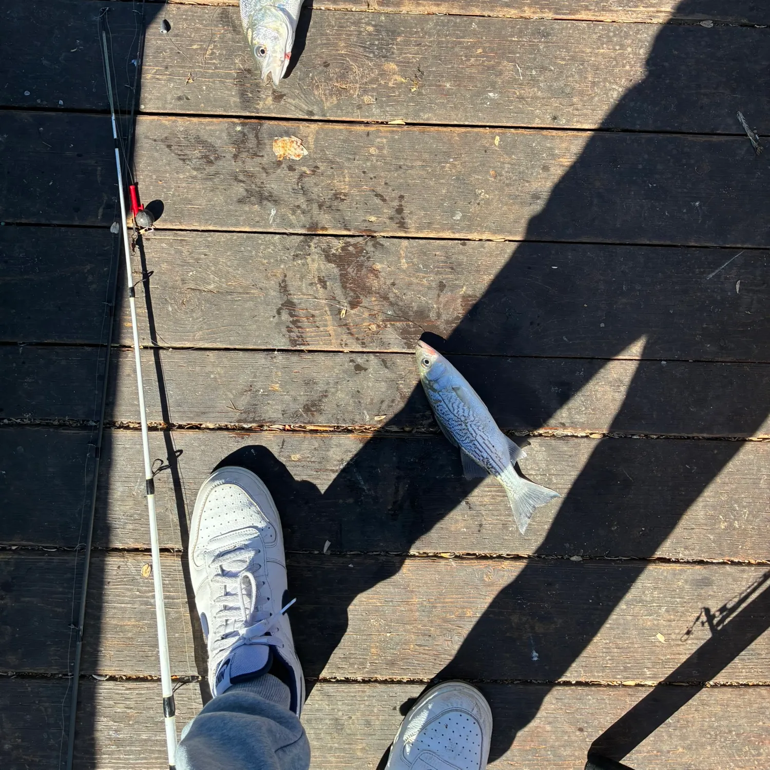 Striped bass caught on Fishbrain