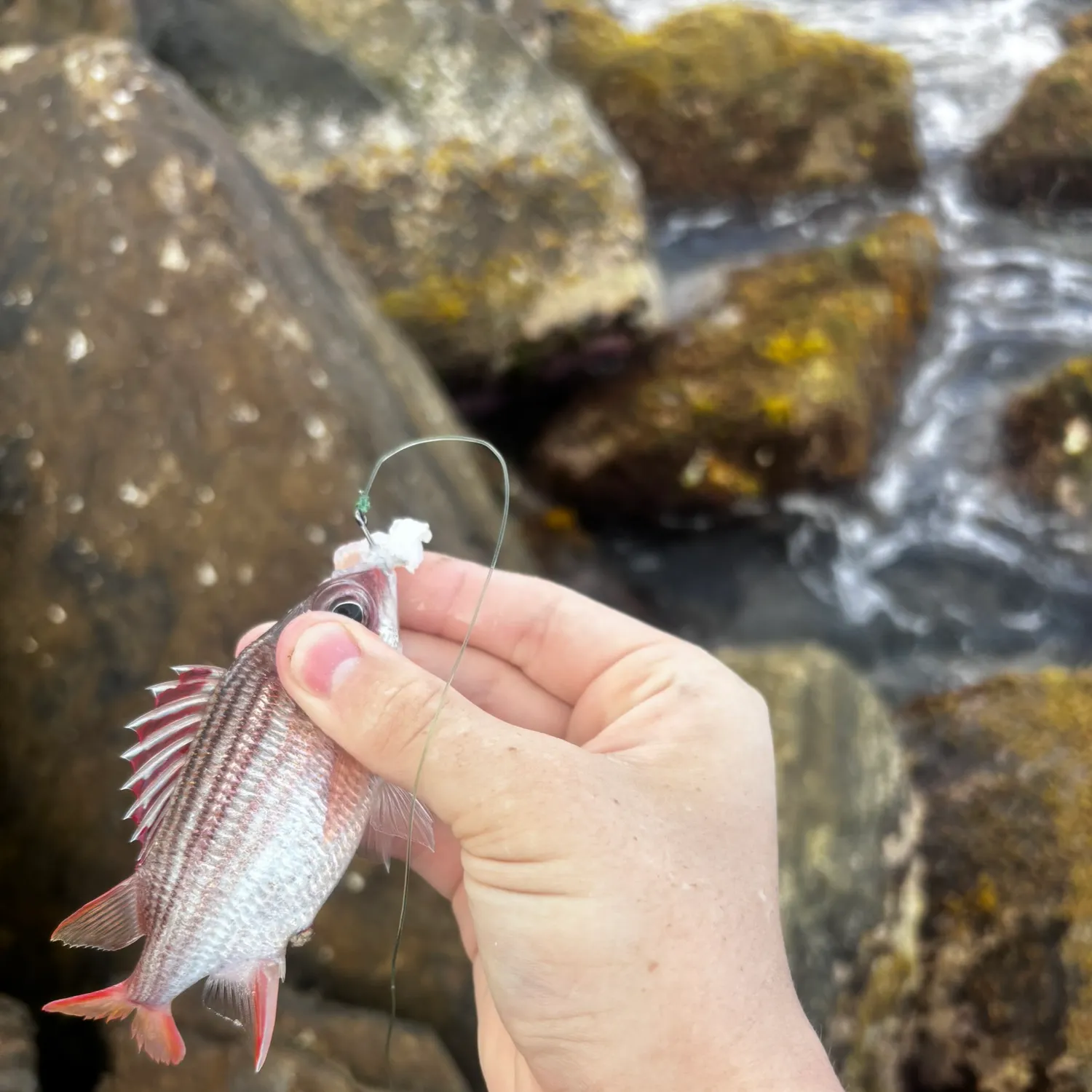 The most recent Common squirrelfish catches on Fishbrain