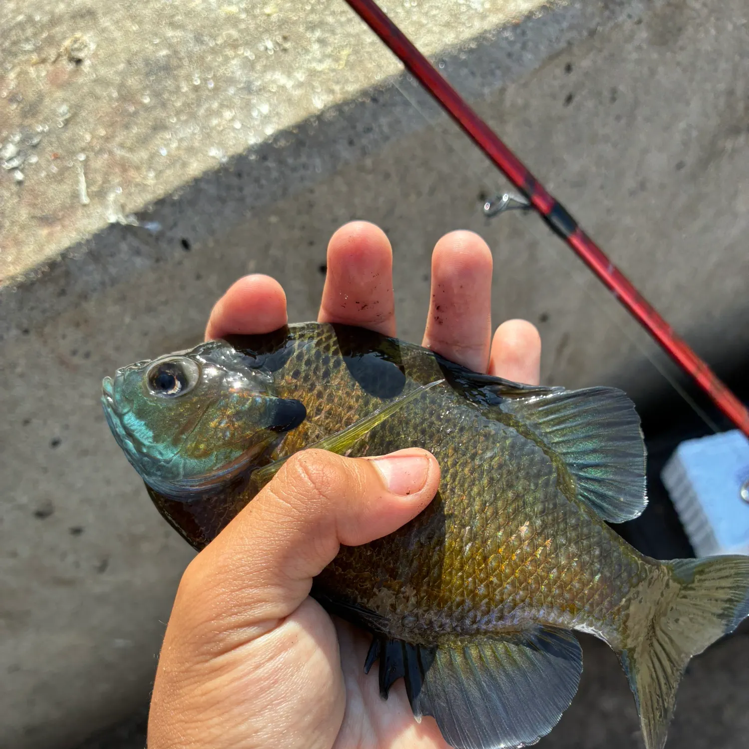 catch