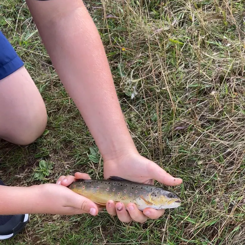 Brown trout caught on Fishbrain