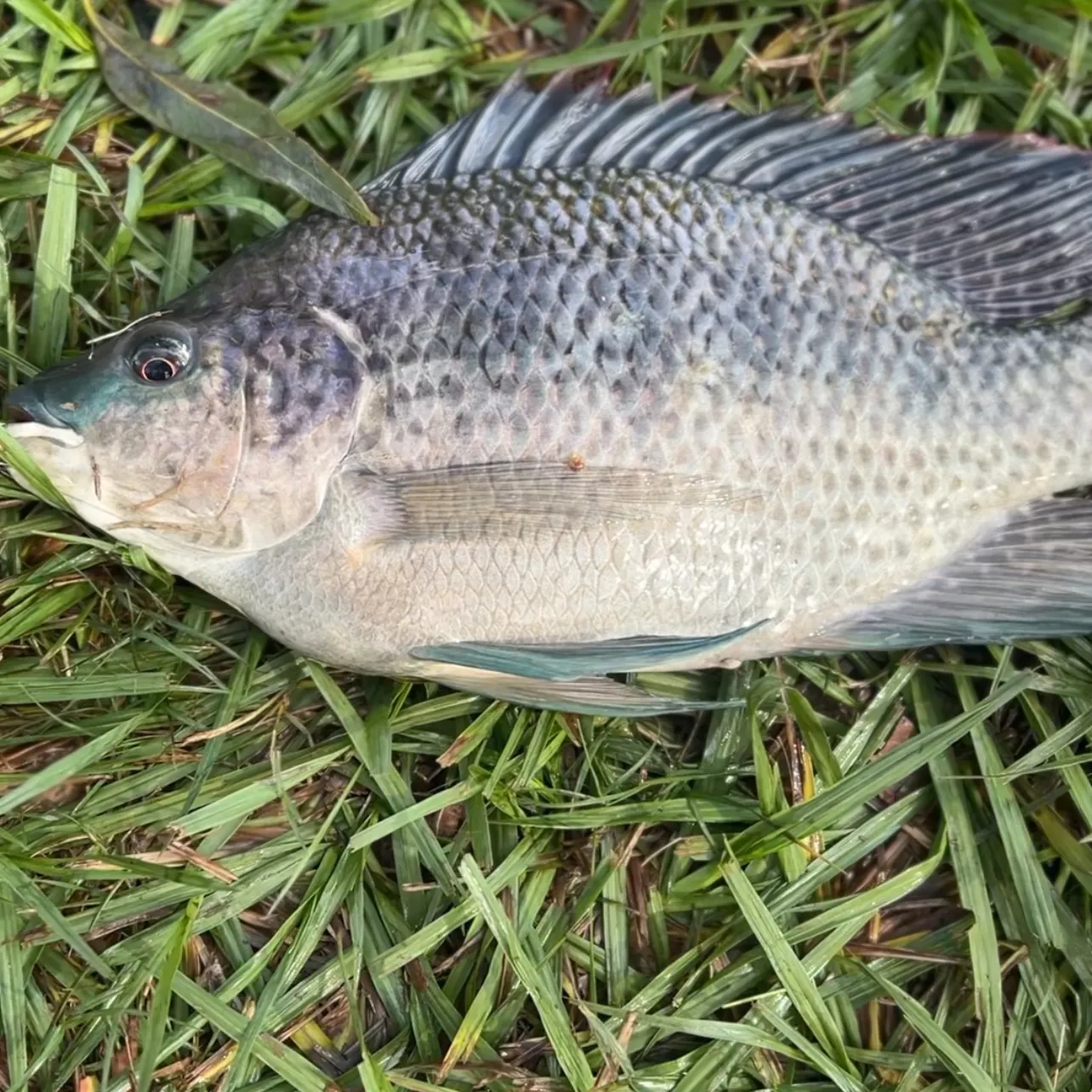 The most recent Nile tilapia catches on Fishbrain