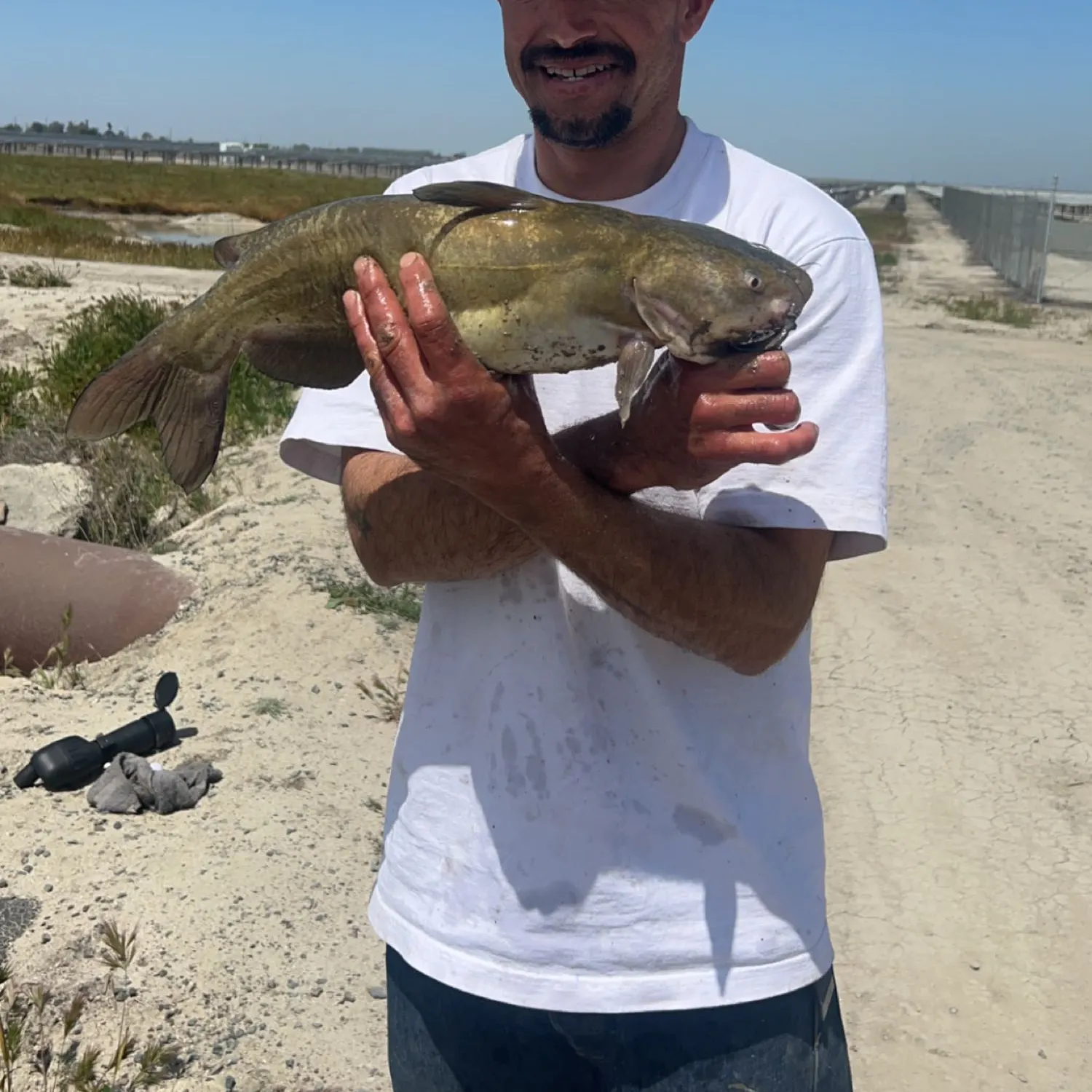 Channel catfish caught on Fishbrain
