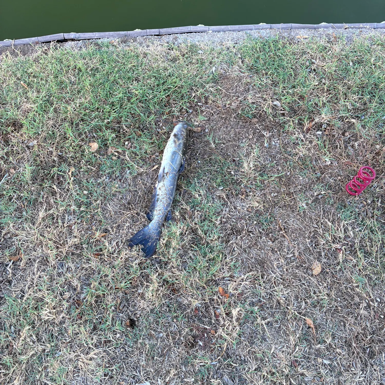Channel catfish caught on Fishbrain