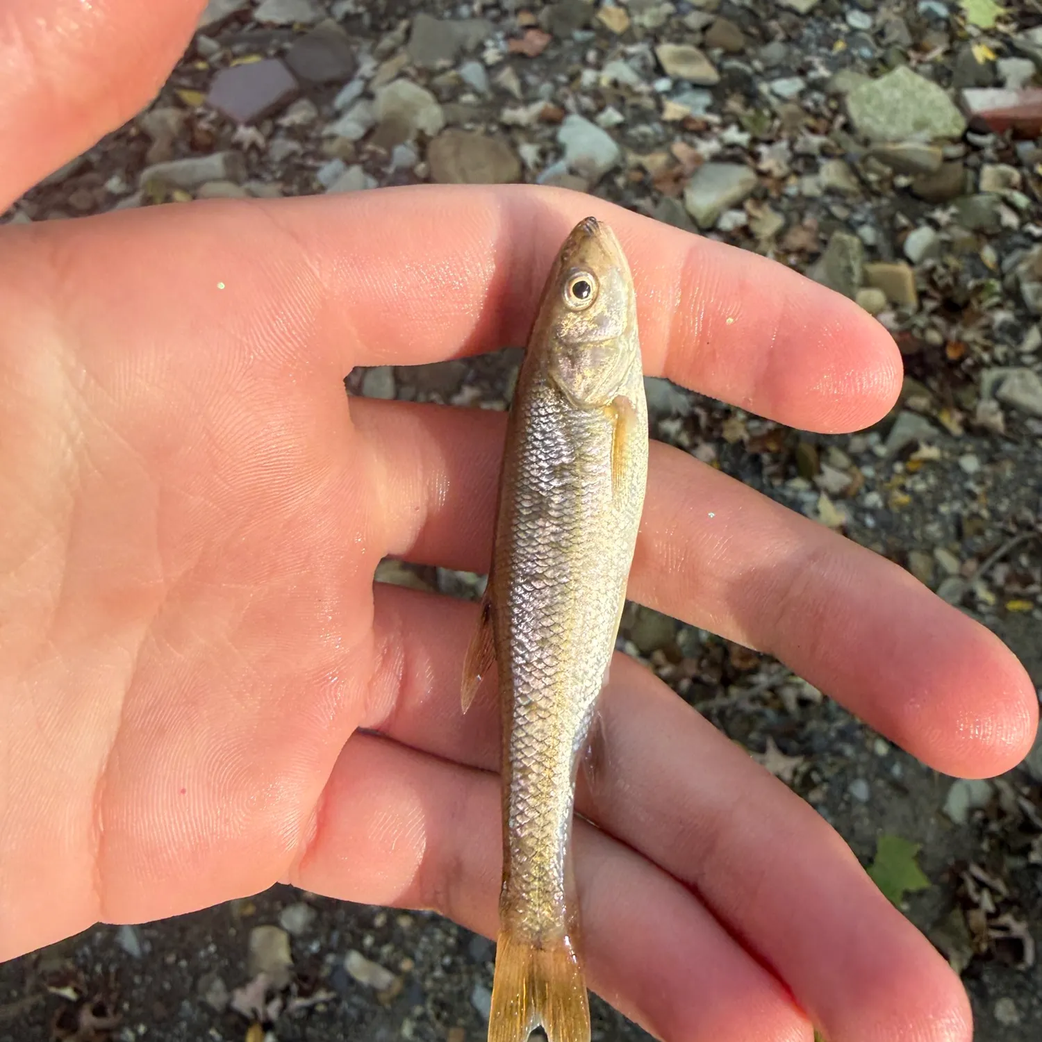Creek chub caught on Fishbrain