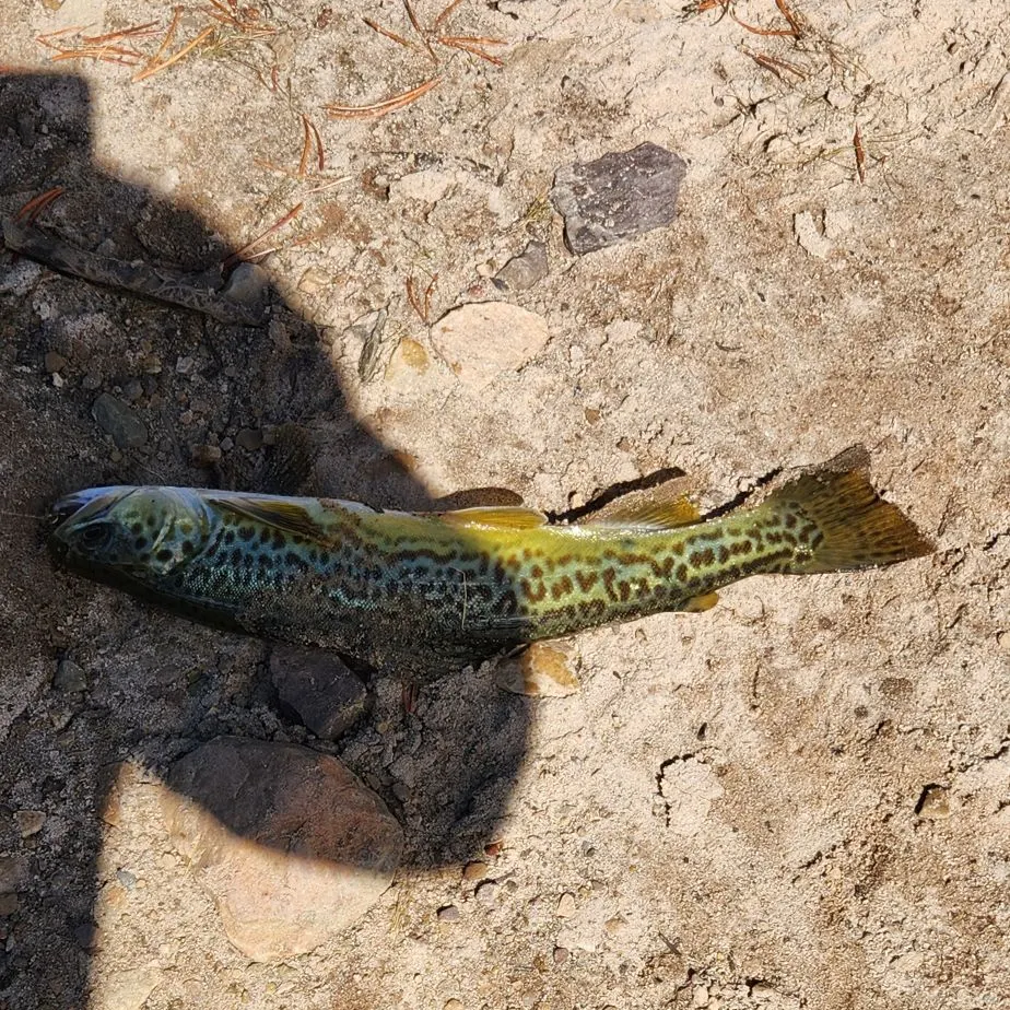 Tiger trout caught on Fishbrain