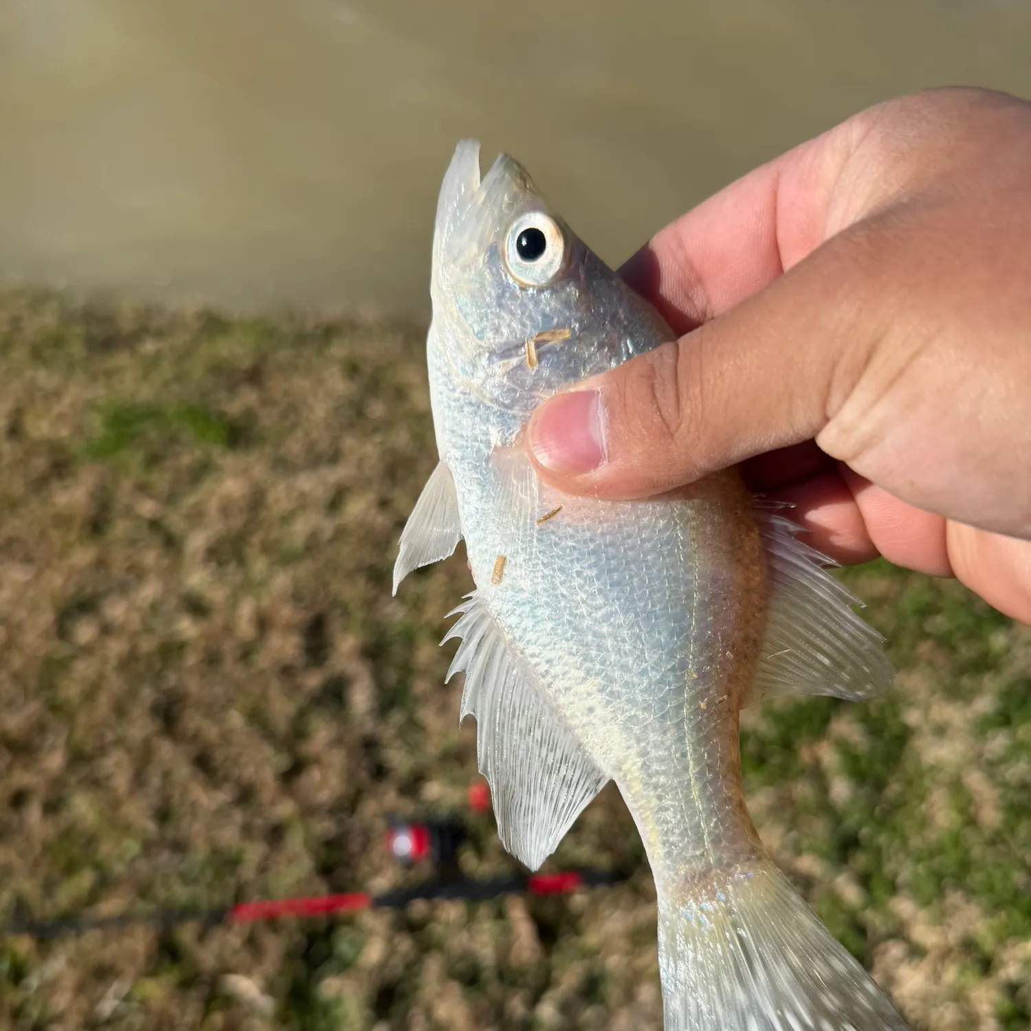 The most recent White crappie catches on Fishbrain