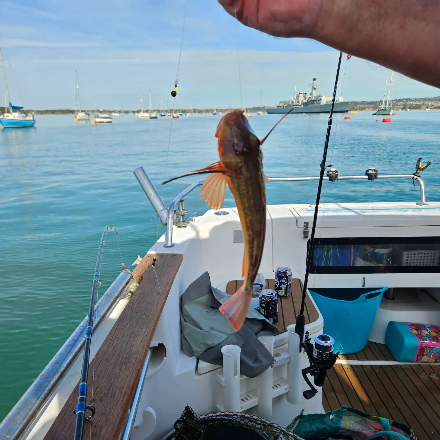 The most recent Red gurnard catches on Fishbrain