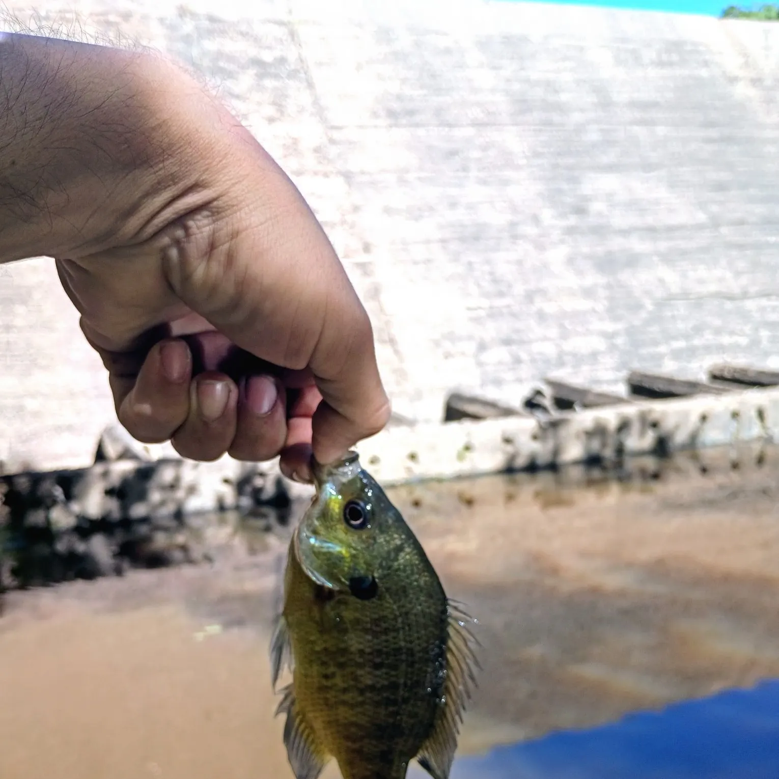 Bluegill caught on Fishbrain