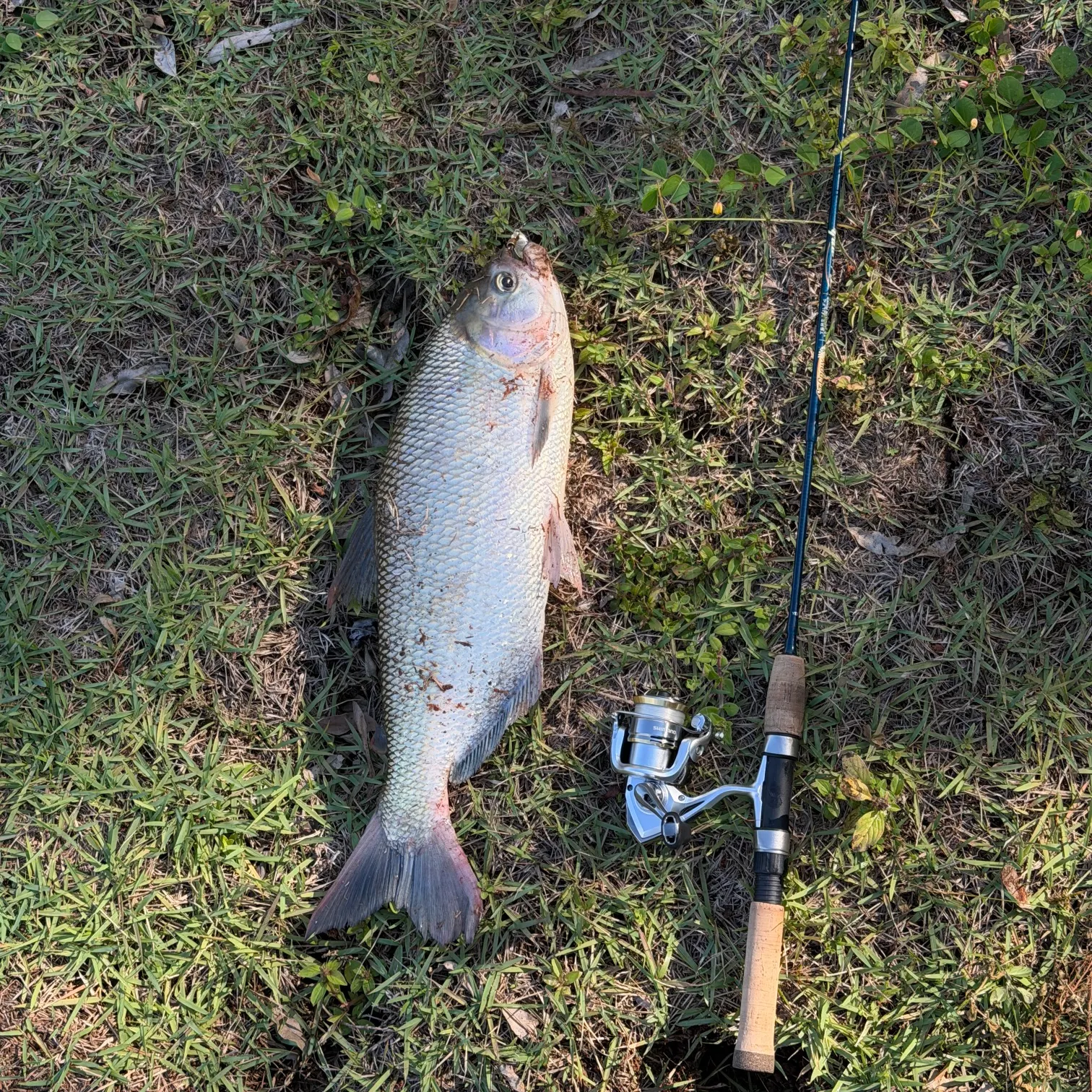 The most recent Matrichan catches on Fishbrain