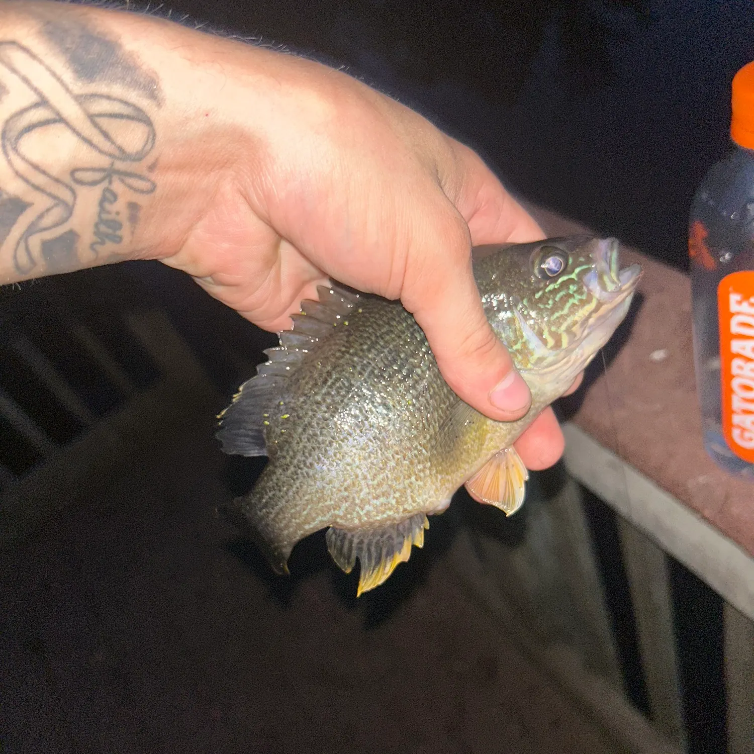 recently logged catches