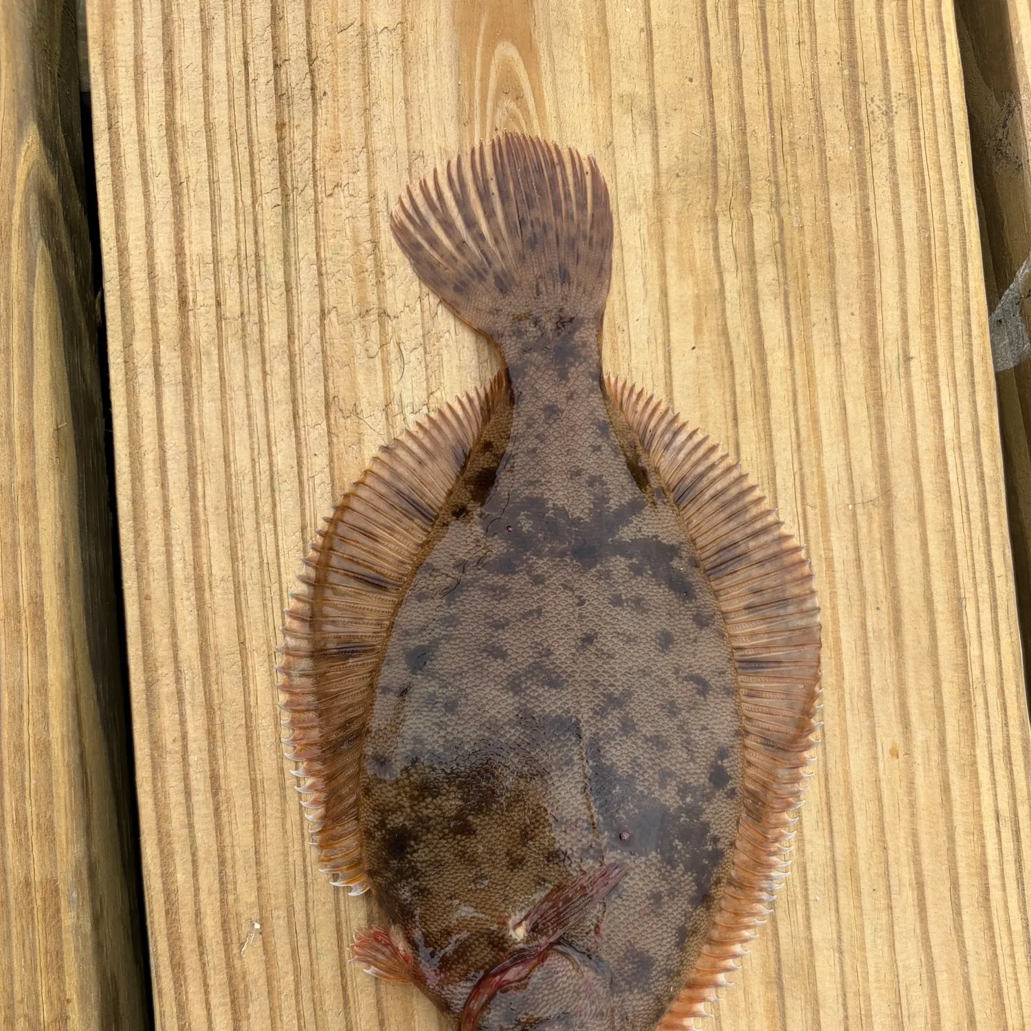 The most recent Winter flounder catches on Fishbrain