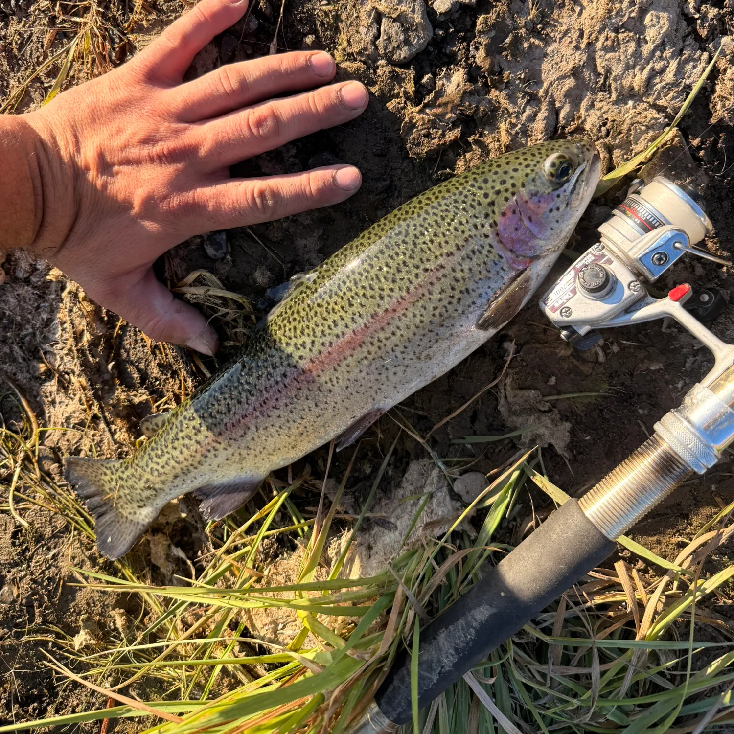 Rainbow trout caught on Fishbrain