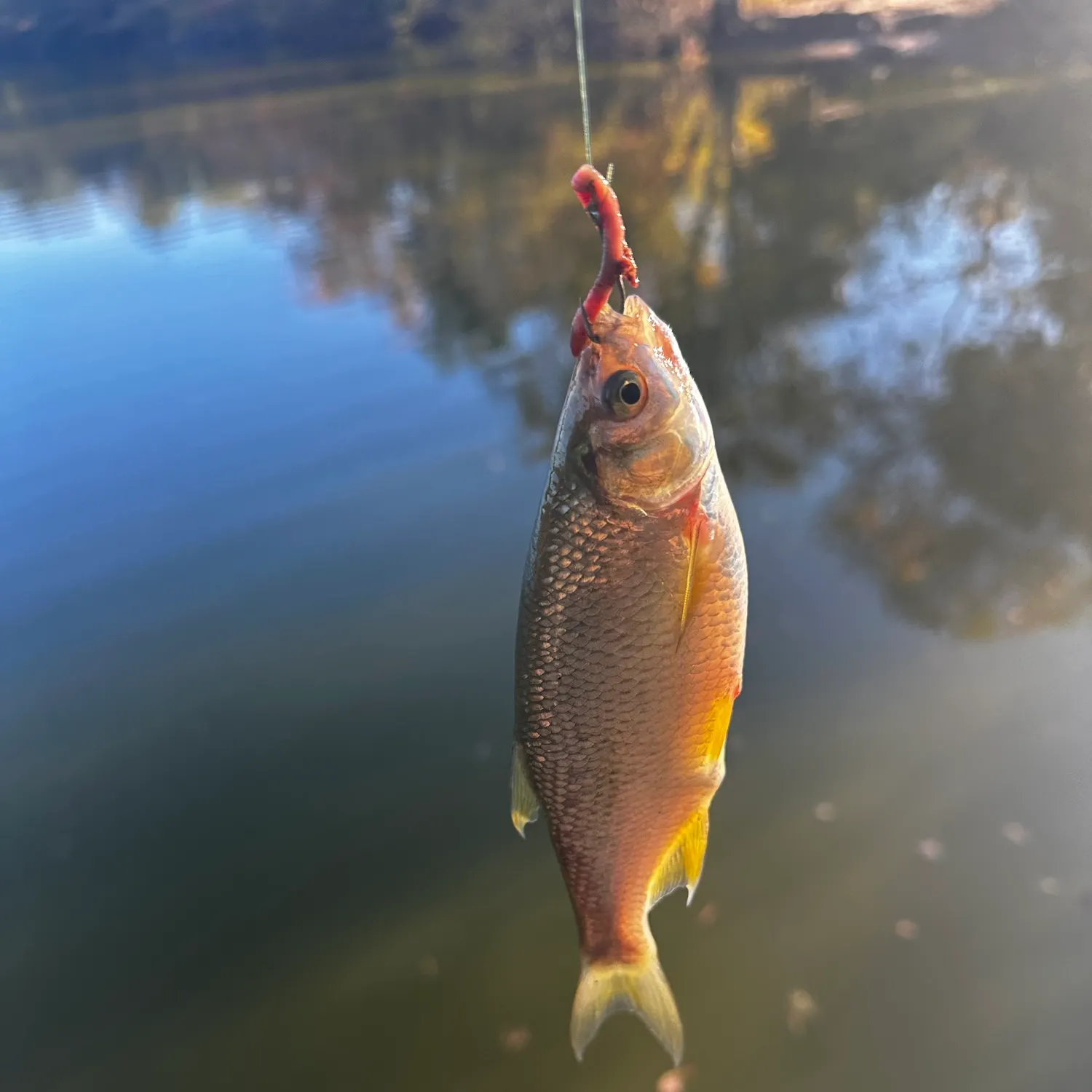 Golden shiner caught on Fishbrain
