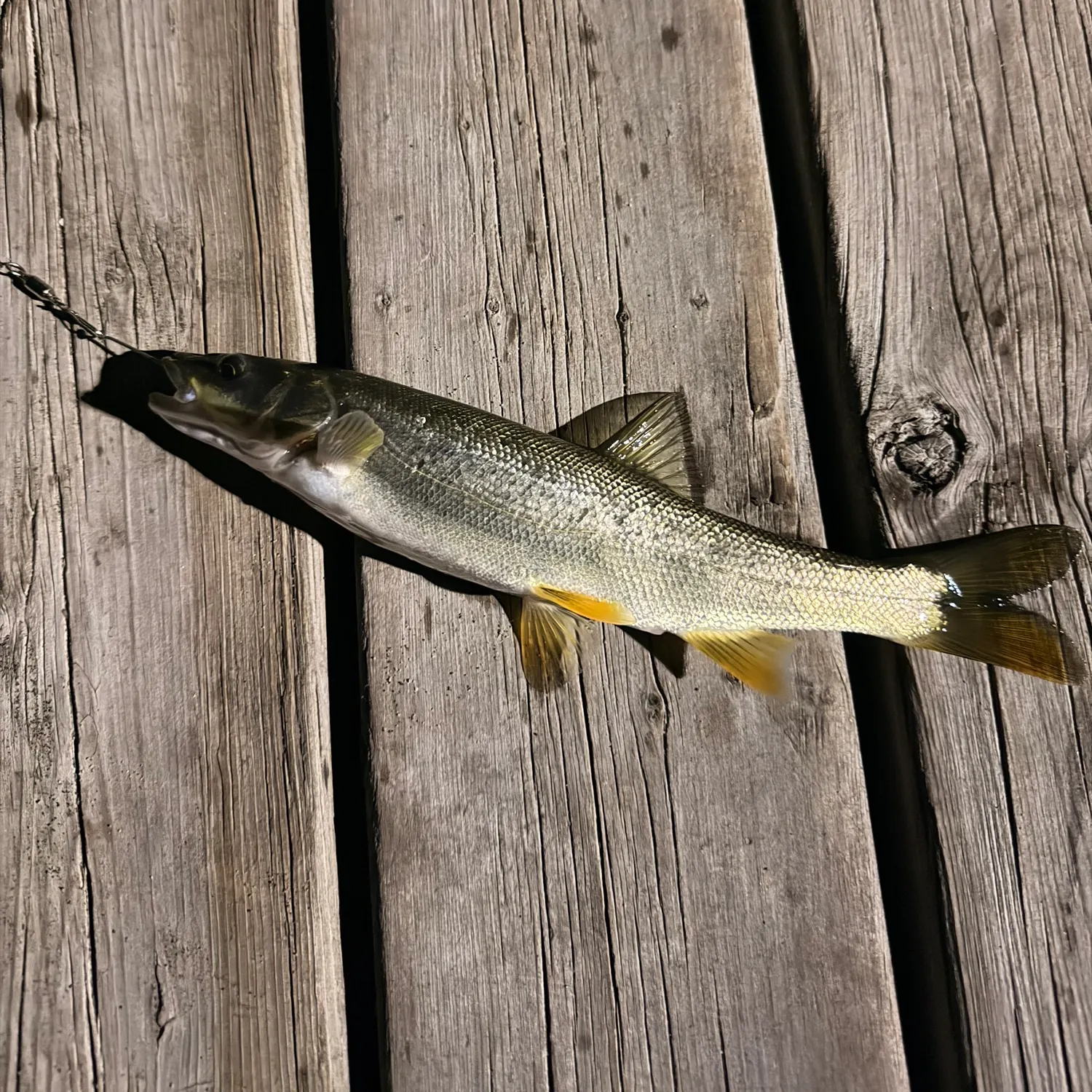 Northern pikeminnow caught on Fishbrain