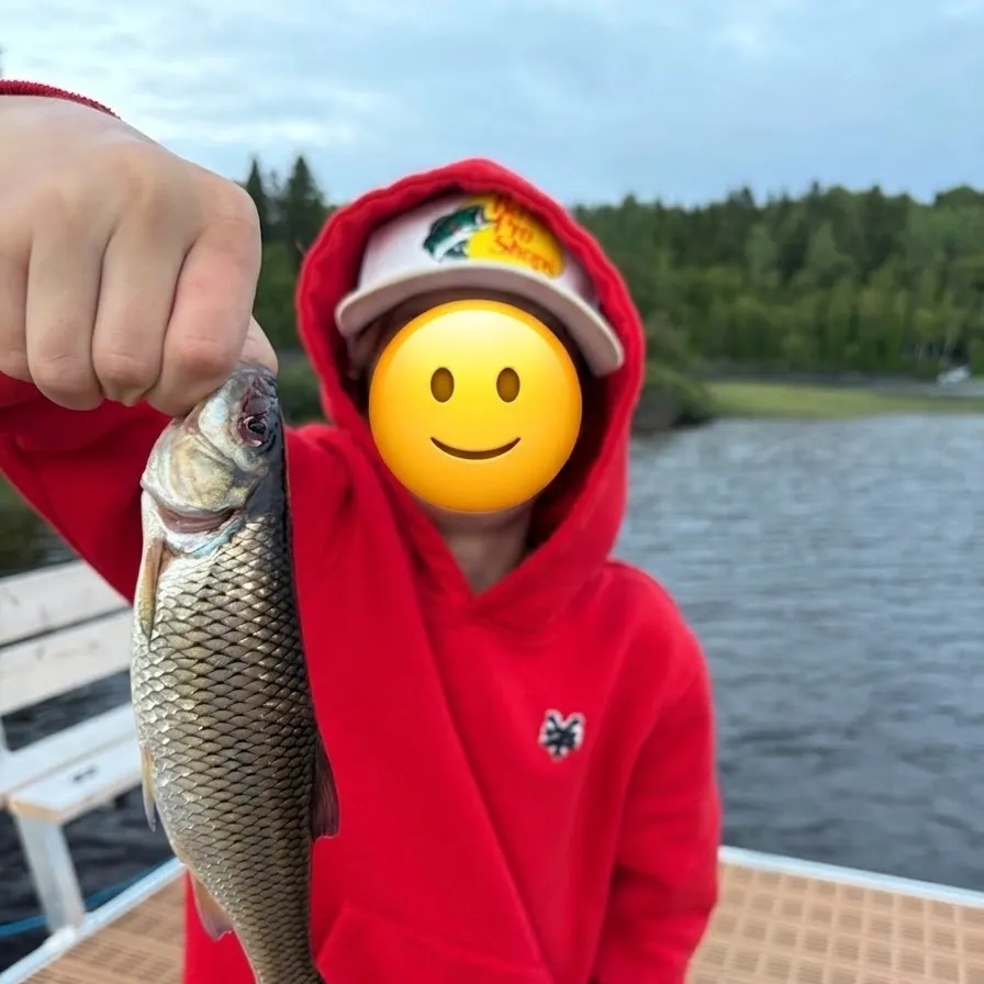 The most recent Fallfish catches on Fishbrain