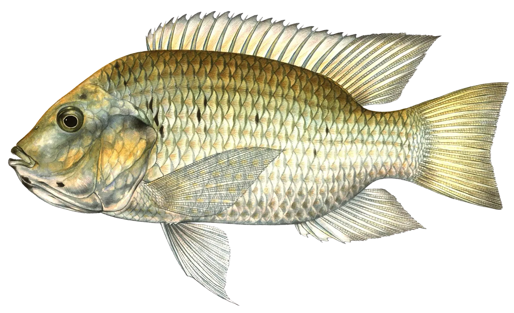 Blackchin tilapia