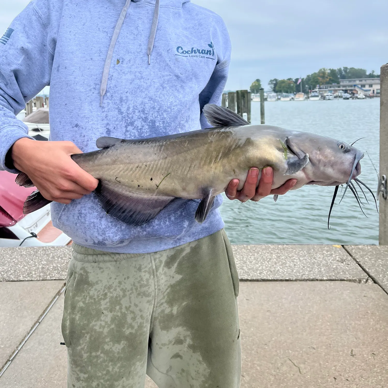 Channel catfish caught on Fishbrain