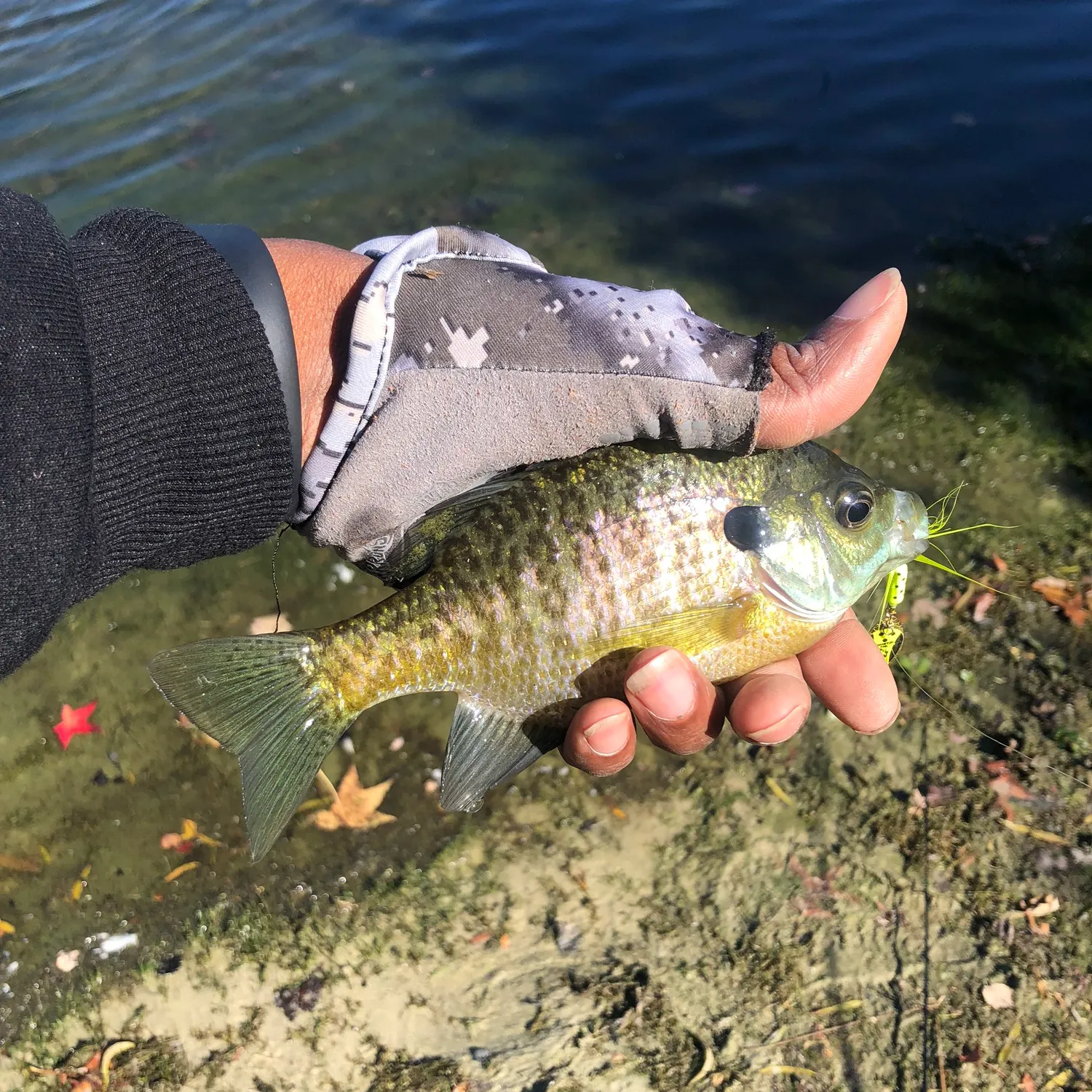 Bluegill caught on Fishbrain