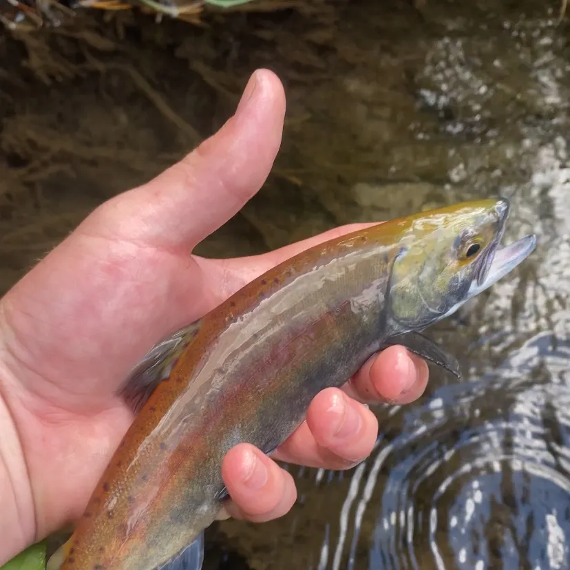 The most recent Kokanee salmon catches on Fishbrain