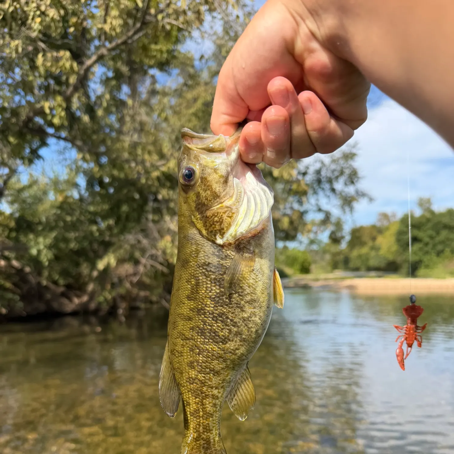 Smallmouth bass caught on Fishbrain