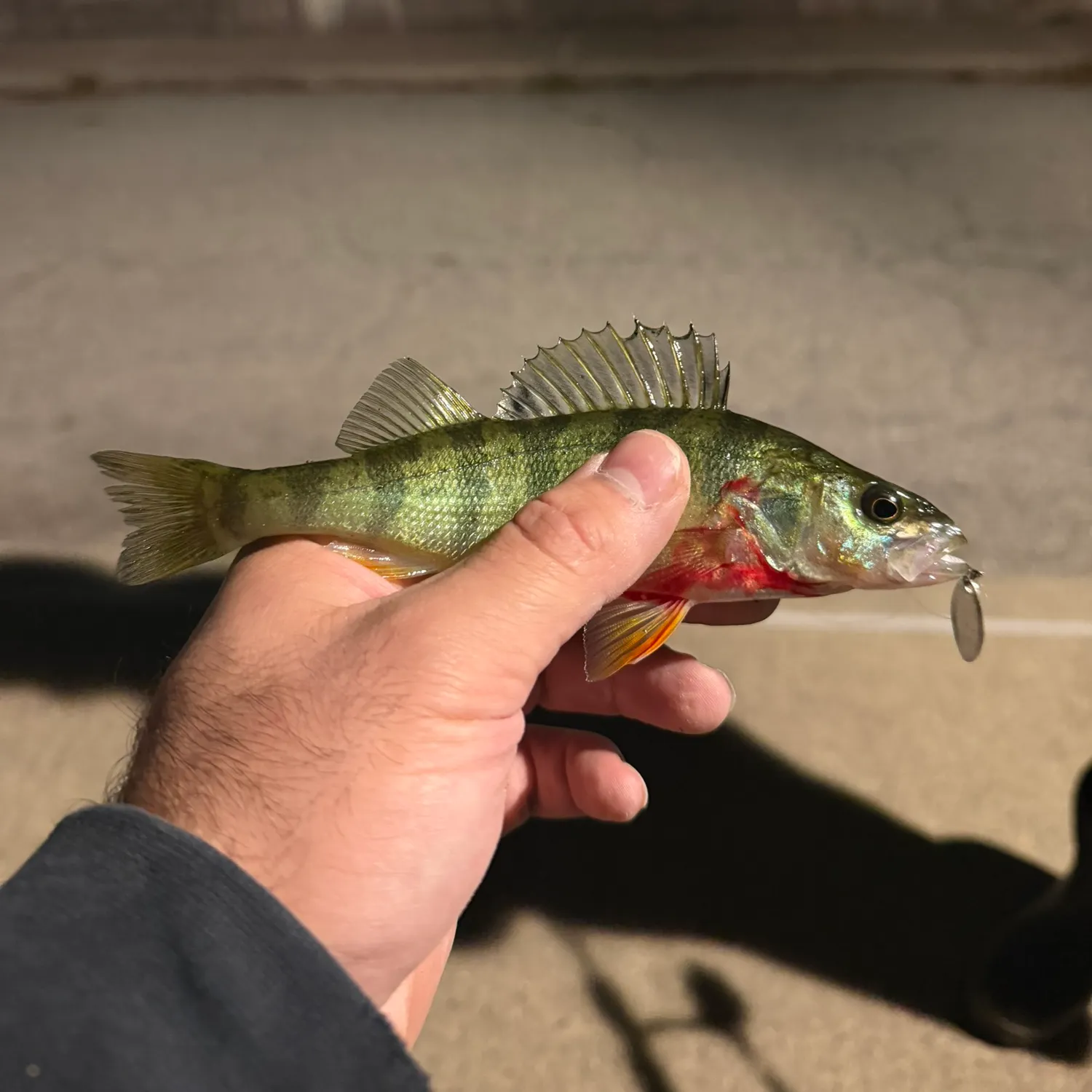 Yellow perch caught on Fishbrain