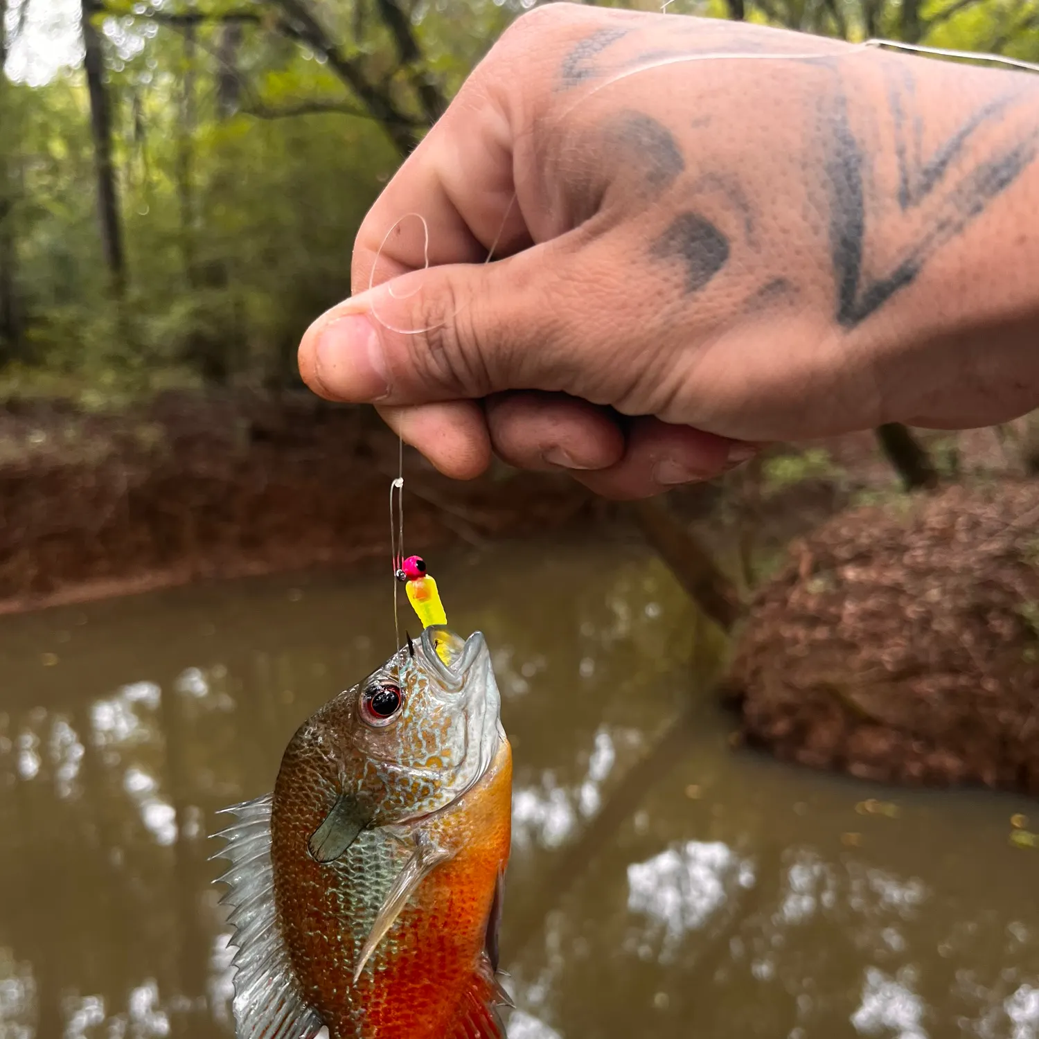 Longear sunfish caught on Fishbrain