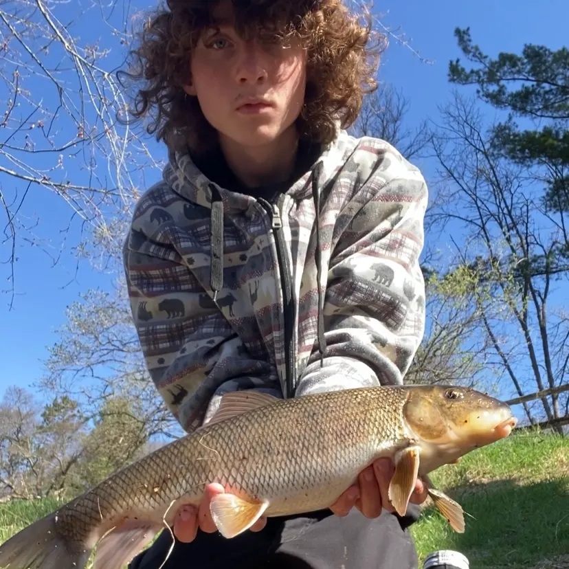 The most recent White sucker catches on Fishbrain