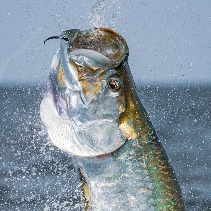 Tarpon caught on Fishbrain