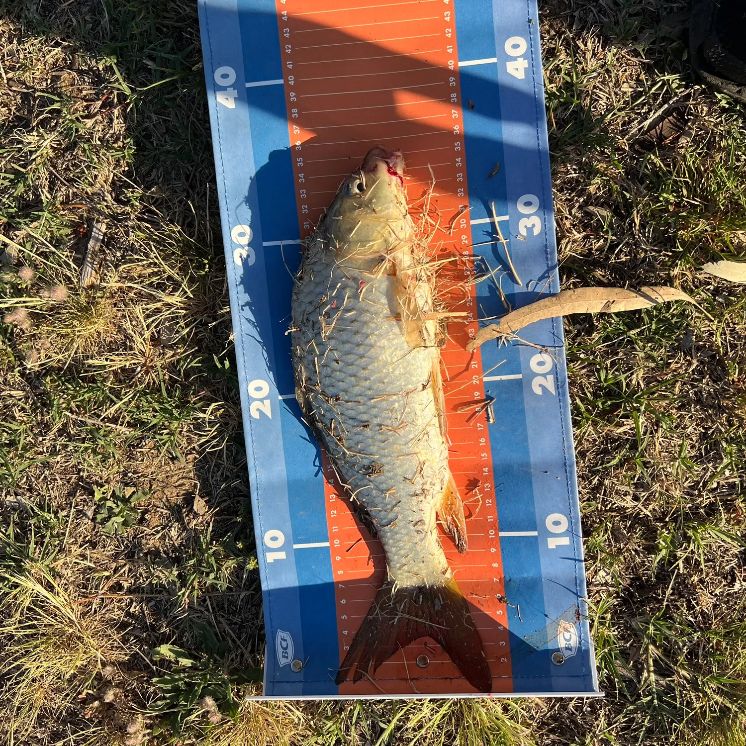 Common carp caught on Fishbrain