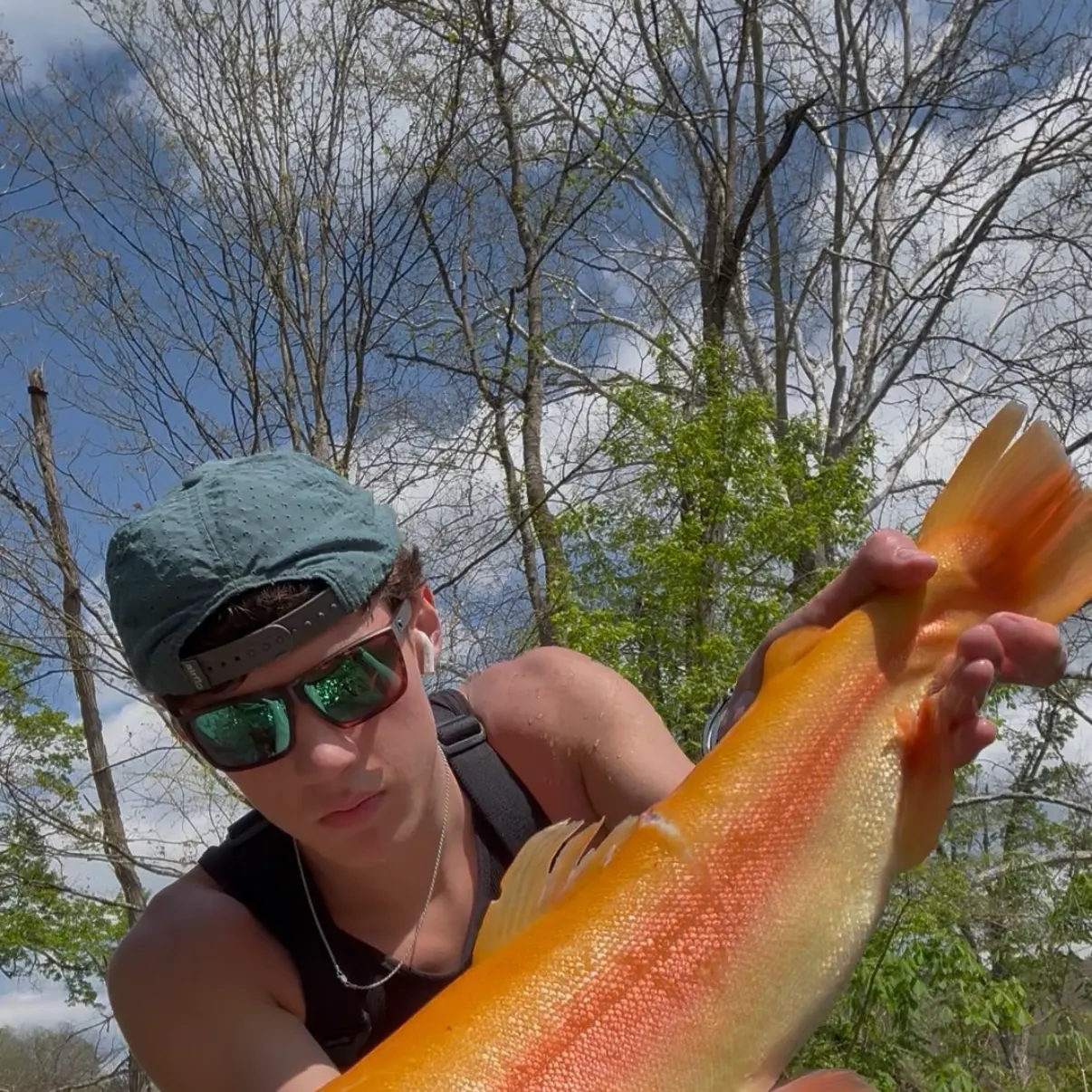 The most recent Golden rainbow trout catches on Fishbrain