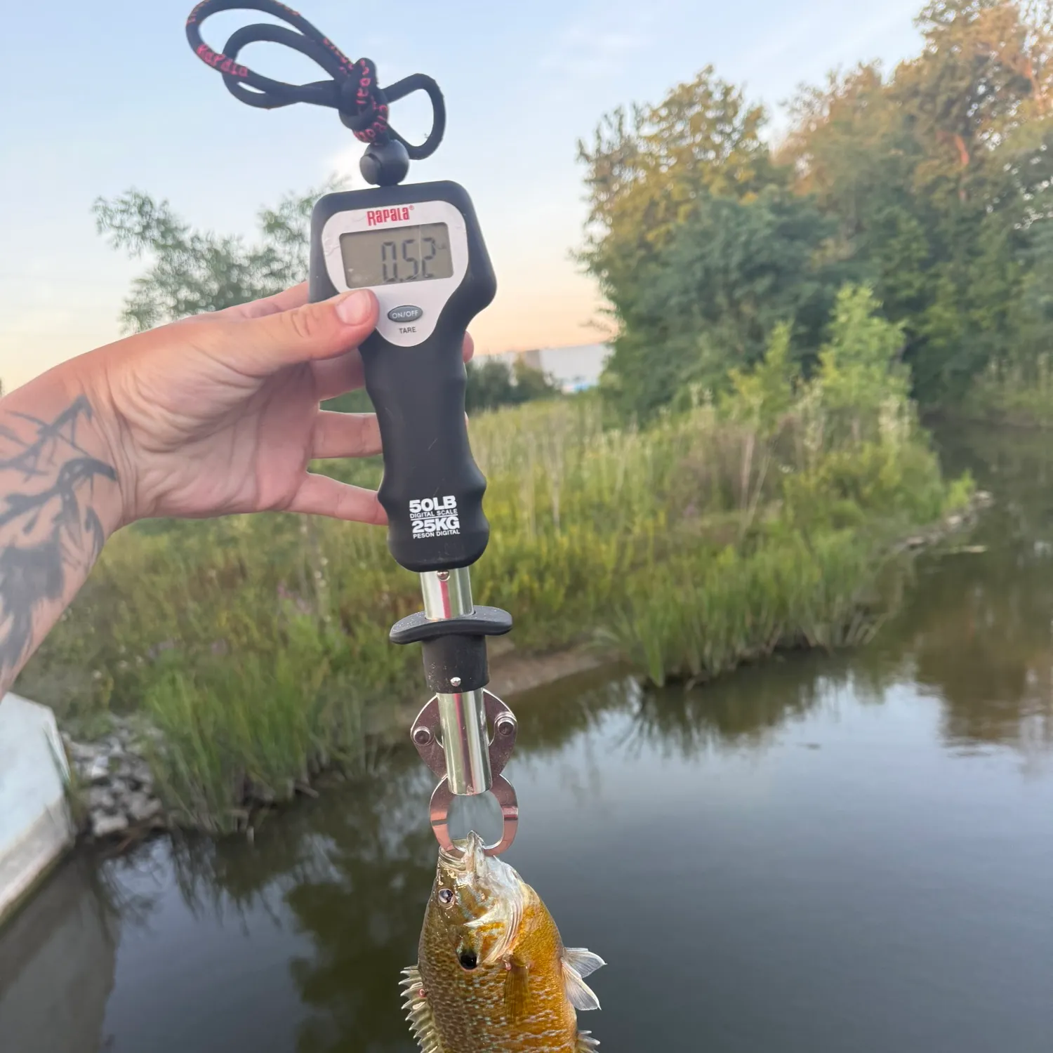 recently logged catches