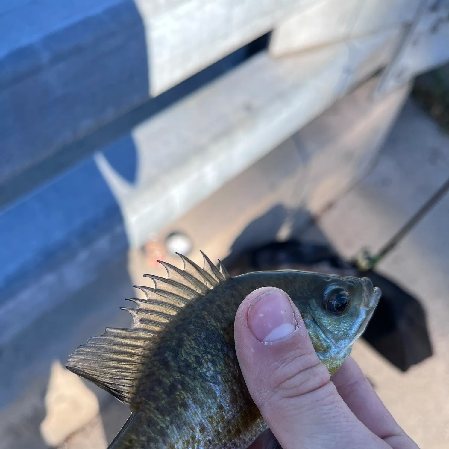 Bluegill caught on Fishbrain