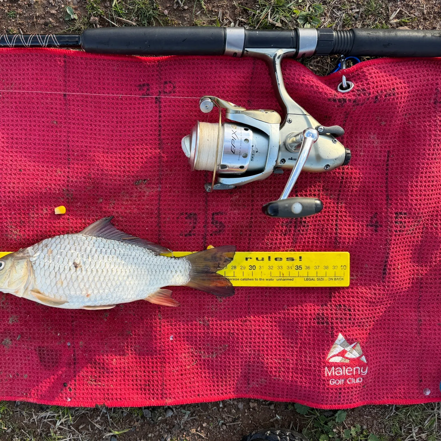 Common carp caught on Fishbrain