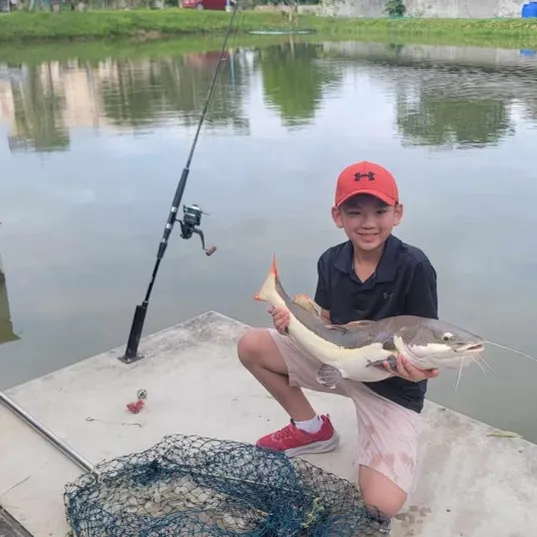 The most recent Redtail catfish catches on Fishbrain