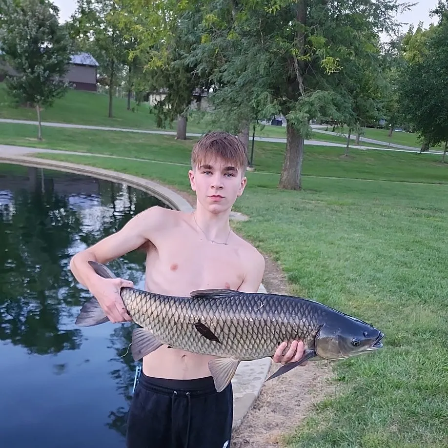 Grass carp caught on Fishbrain