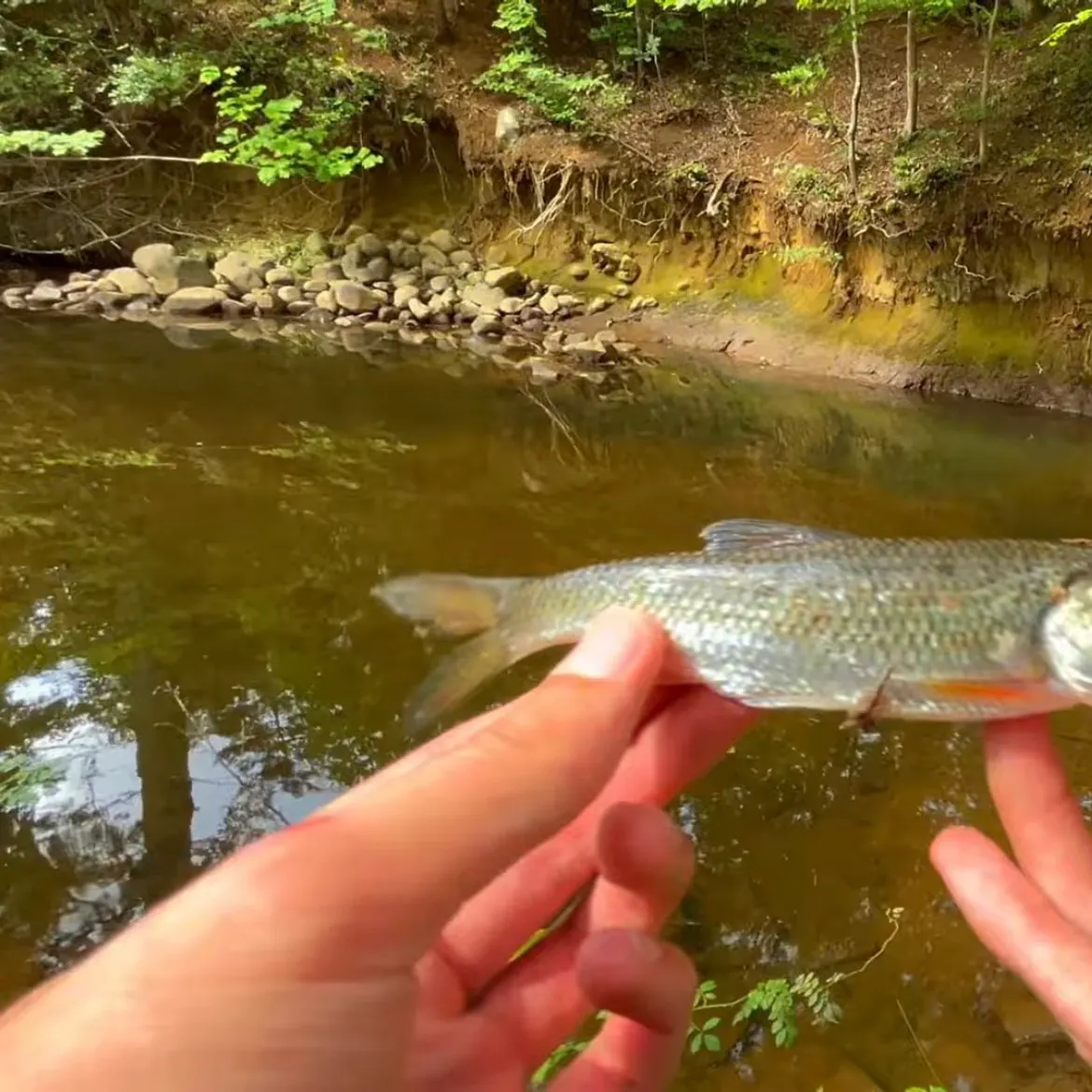 Fallfish caught on Fishbrain
