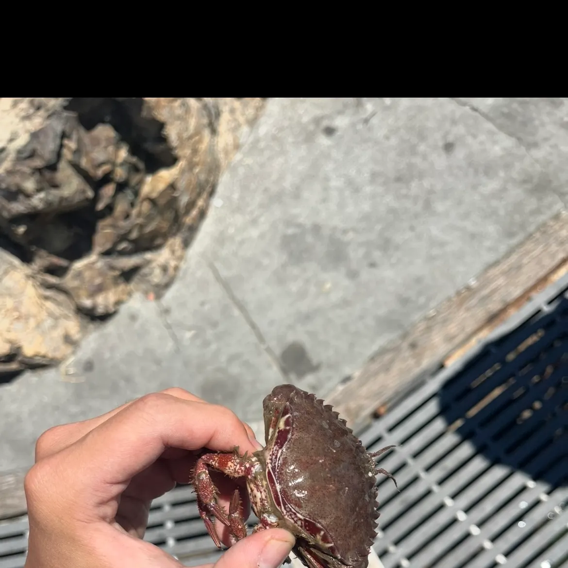 The most recent Red rock crab catches on Fishbrain