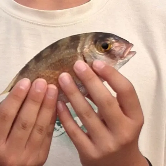The most recent Red seabream catches on Fishbrain