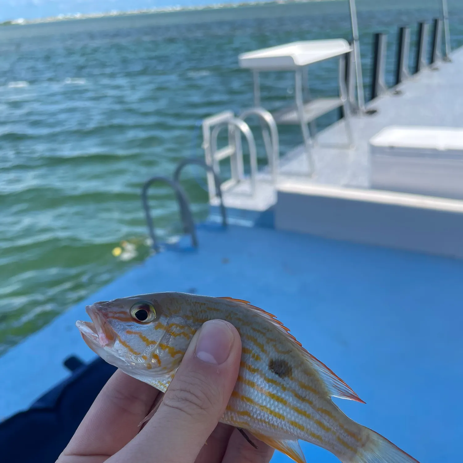 The most recent Lane snapper catches on Fishbrain