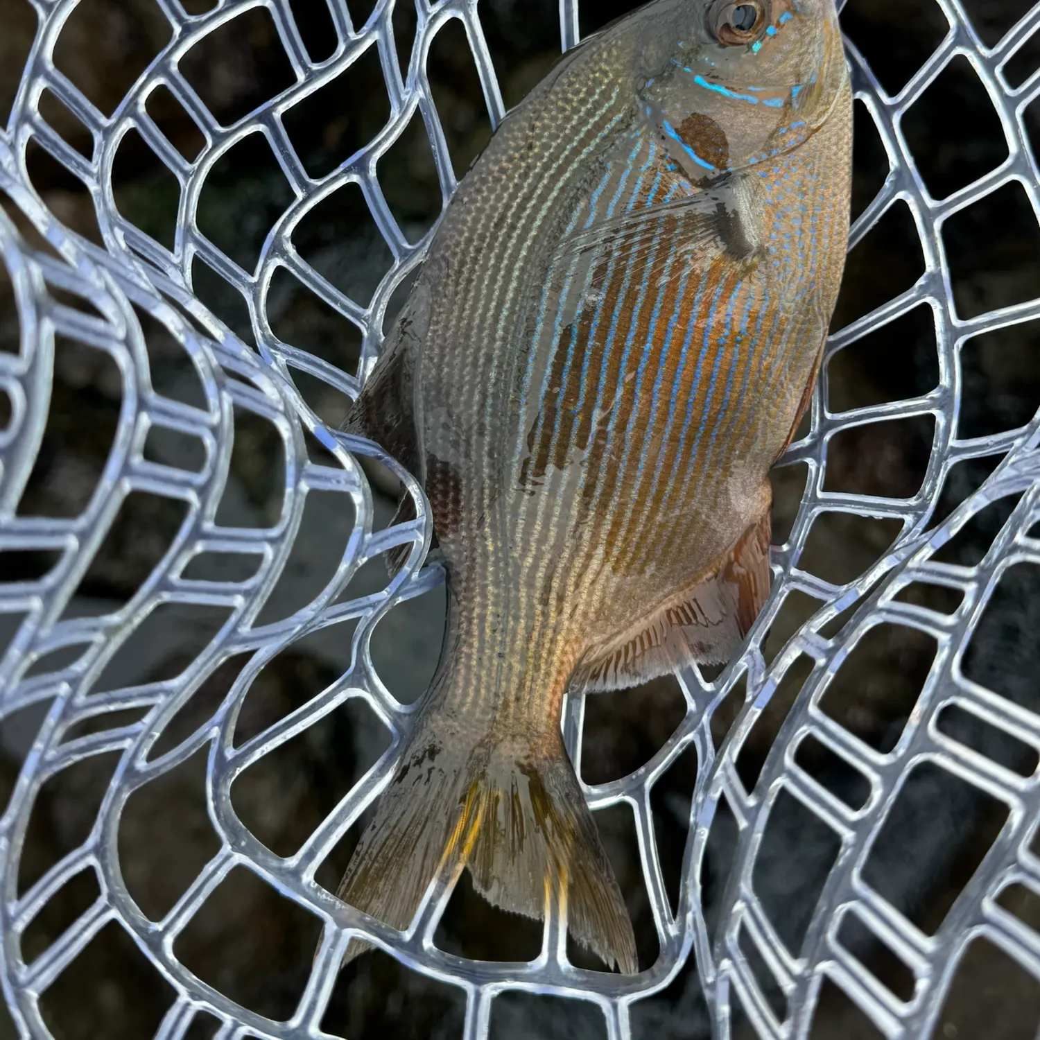 The most recent Black perch catches on Fishbrain